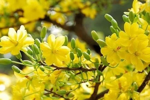 Nhiều hoạt động văn hóa mừng Đảng, mừng xuân