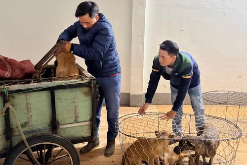 Công an Gia Lai tóm gọn nhóm trộm hơn 5.200 con chó