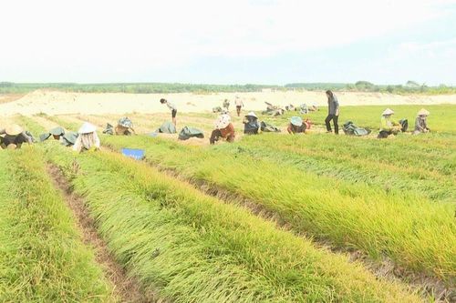 Tết này, dân trồng kiệu Sơn Mỹ thu tiền tỷ