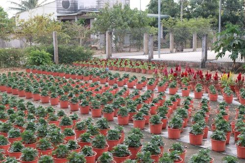 Hoa vườn đón tết