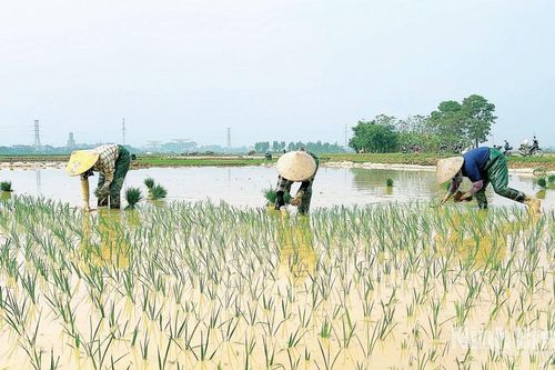 Mở mùa gieo cấy trên những cánh đồng vụ Đông Xuân