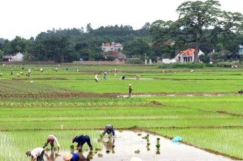 Chủ động nước tươi, thắng lợi vụ Đông