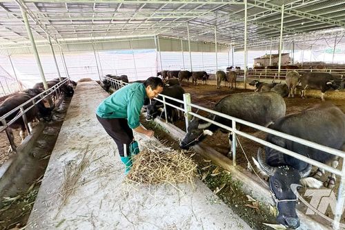 'Điểm tựa' phát triển chăn nuôi ở Nghiên Loan