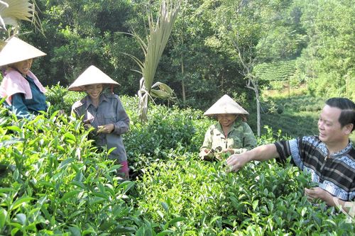 Hương trà trong nếp sống