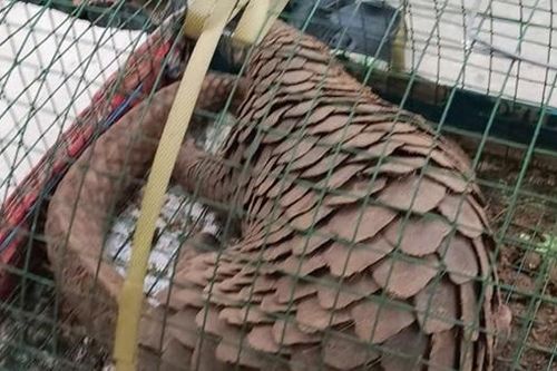 Đà Nẵng: Liên tiếp thả 2 cá thể tê tê quý hiếm về môi trường tự nhiên