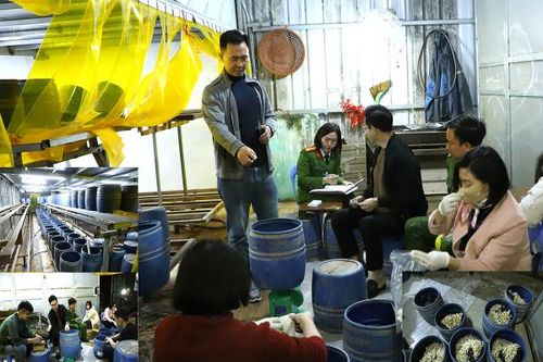 Khởi tố, bắt tạm giam đối tượng sản xuất gần 2,8 tấn giá đỗ bằng chất cấm