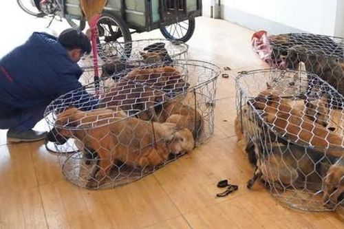 Triệt phá đường dây 'cẩu tặc' quy mô 'khủng', trộm hơn 5.200 con chó