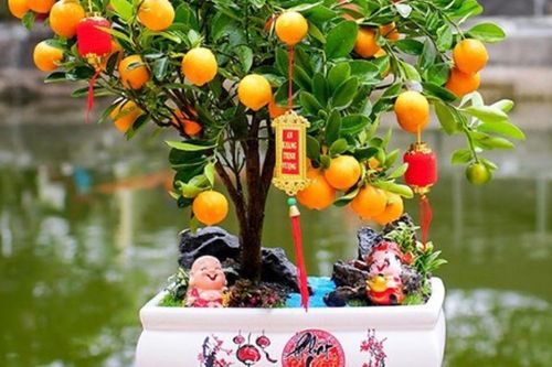 Loại cây cảnh để bàn ngày Tết thu hút tiền tài