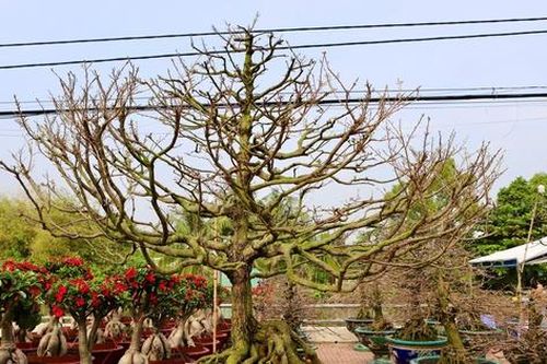 Cận cảnh cây mai được giới chơi hoa định giá hơn 650 triệu