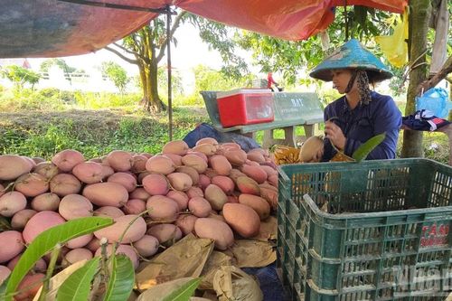 Nhà vườn tất bật ngày cuối năm