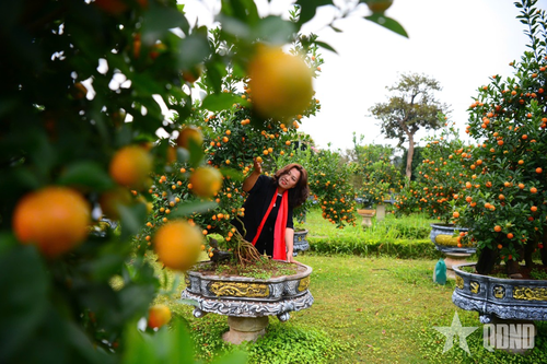 Quất Tứ Liên 'cháy' hàng