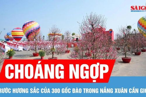 Người dân TPHCM hào hứng 'check-in' với 300 gốc đào Bắc trong nắng xuân Cần Giờ