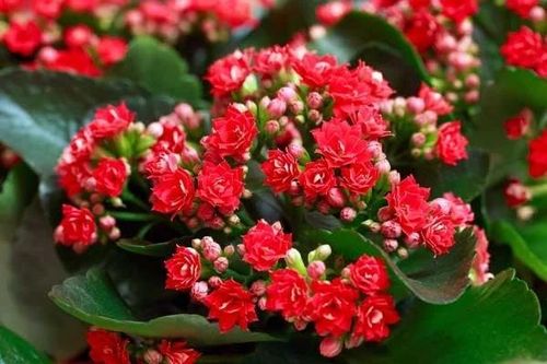 4 loại hoa 'chiêu tài' trồng dịp Tết để cả năm sung túc