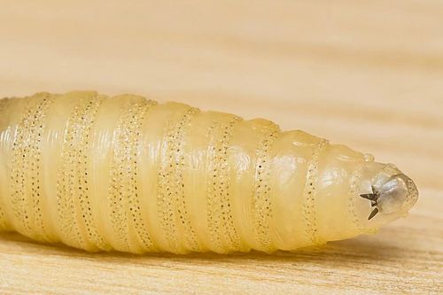 Ký sinh trùng ăn thịt người tái xuất gây báo động tại Mỹ