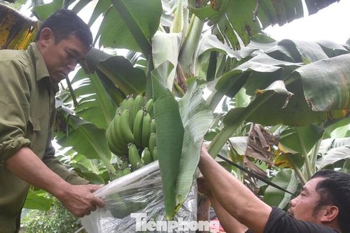 Chuối bãi bồi ven sông Hồng được mùa, giá tăng cao dịp áp Tết