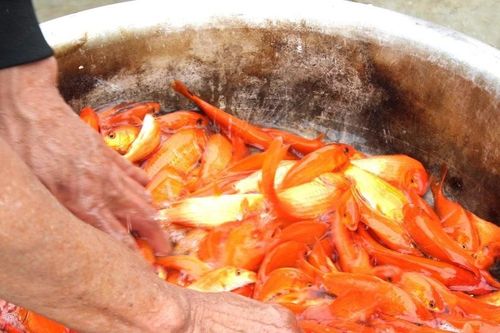 Bên trong 'thủ phủ' cá chép đỏ miền Bắc trước ngày ông Công, ông Táo
