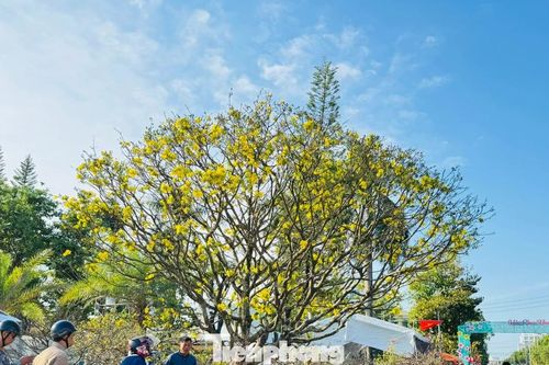 Mai vàng 'ngũ phúc' tiền tỷ ở Quảng Ngãi: Đế tứ diện, dáng thế không tì vết