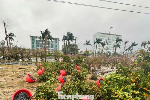 Mưa to gió lớn, hàng trăm gốc đào quất Tết đổ ngã la liệt ở Hà Tĩnh