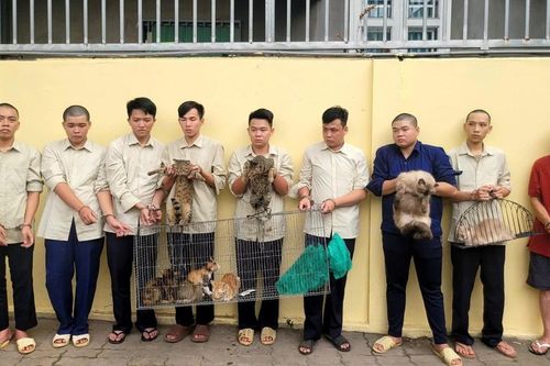 Mang súng điện, hơi cay đi 'săn' mèo, nhóm thanh niên sa lưới