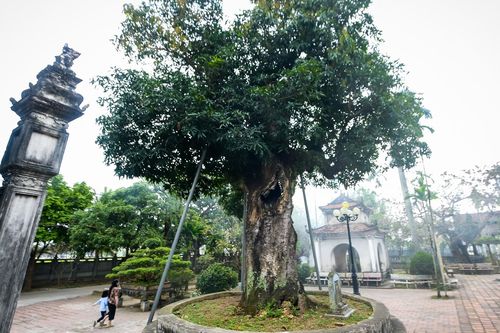 'Báu vật' hơn 300 năm tuổi ở Ninh Bình bị rỗng ruột vẫn tốt tươi
