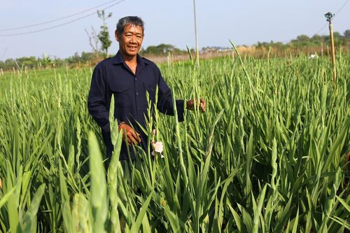 Làng hoa lay ơn lớn nhất Đồng Nai 'nín thở' canh từng ngày cho vụ Tết
