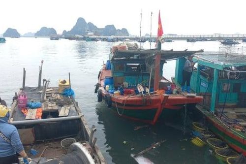 Quảng Ninh: Bến cá tấp nập dịp cuối năm