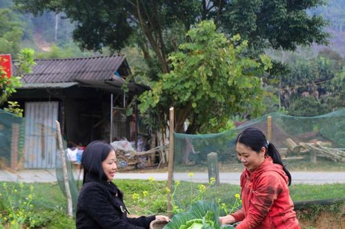 Từ ruộng hoang thành vùng rau sạch hàng hóa ở bản Na Tỳ