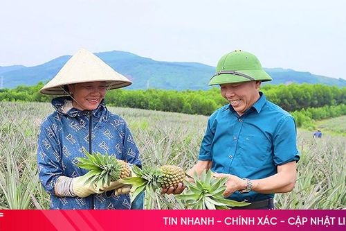 Có ngân hàng làm 'bà đỡ', nông dân Hà Tĩnh mạnh dạn trồng dứa liên kết