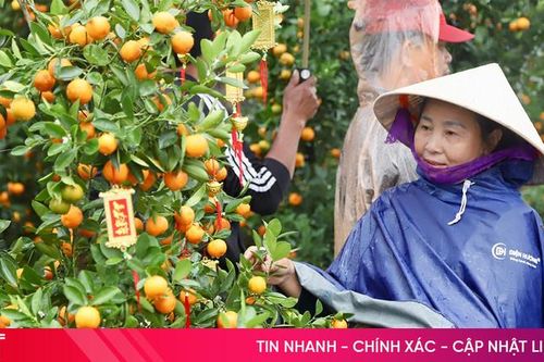 Trời chuyển rét, tiểu thương kinh doanh hoa, cây cảnh 'đứng ngồi không yên'