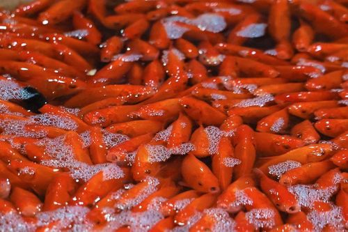 Chép Tam Dương đắt khách, vựa cá Thủ đô nhộn nhịp trước thềm ông Công ông Táo
