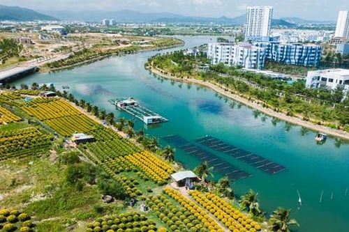 Ngắm cánh đồng hoa cúc vàng rực giữa lòng phố thị Quy Nhơn