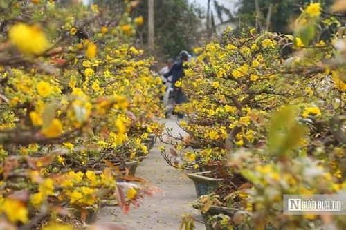 Hoa mai rộn ràng xuống phố, tỏa sắc vàng đón Tết