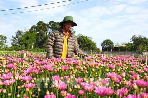 Hoa ngắn ngày 'gánh' vụ Tết cho làng hoa Lý Trạch