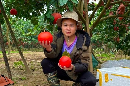 Hà Nội: Bưởi đỏ Đông Cao tạo hình 'Tài - Lộc' hút khách dịp Tết