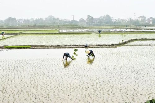 Nông dân tích cực gieo cấy vụ xuân