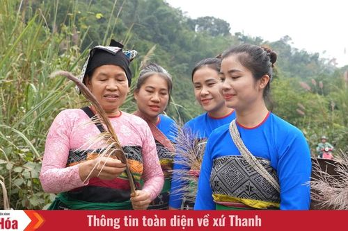Mùa bông lau bản Thái