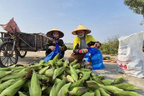Tết ấm nhờ vụ ngô ngọt cuối năm