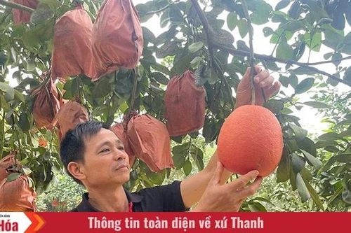 Xuân về vùng bưởi đỏ tiến vua