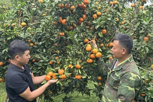 Trưởng thôn 9X tâm huyết với công việc tập thể