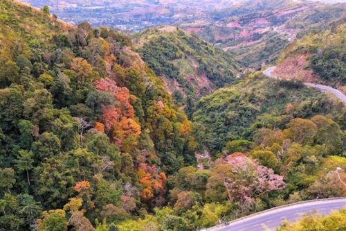 Măng Đen: Ngắm rừng bằng lăng thay lá rực rỡ như thước phim điện ảnh