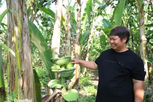 Trồng đặc sản chuối bàn tay phật cung cấp cho thị trường Tết