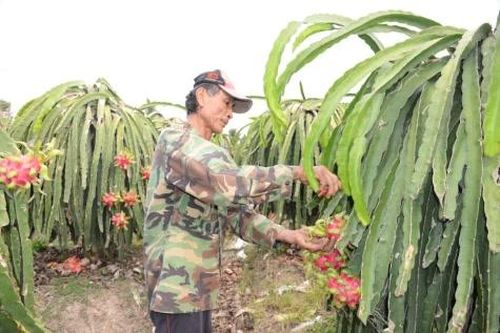 Thanh long rớt giá cận tết, nhà vườn kém vui