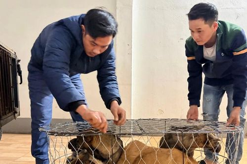 Công an tìm chủ nhân của 43 con chó bị mất trộm