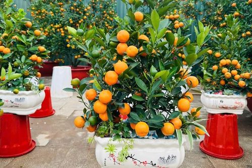 Quất mini - Xu hướng decor Tết 'lên ngôi'