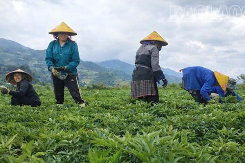 Púng Luông trồng thành công cây Đương quy