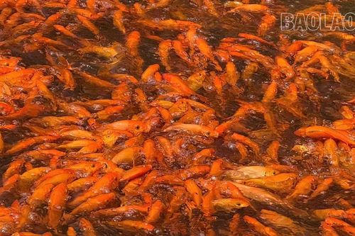 Người nuôi cá chép 'ông Công, ông Táo' hối hả vào vụ