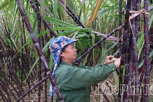 Mùa mía tím trên đất Mường Bi