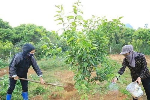 Đảm bảo nguồn vốn phục vụ phát triển vùng cam bền vững