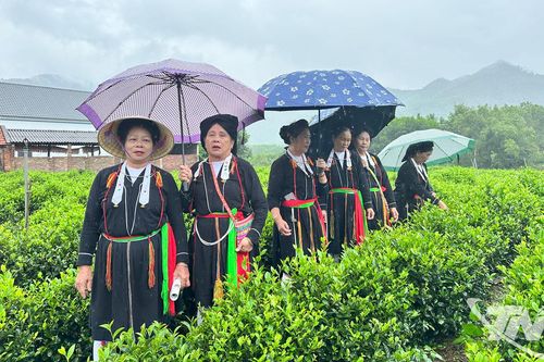 Giữ hồn Soọng cô trên những nương chè