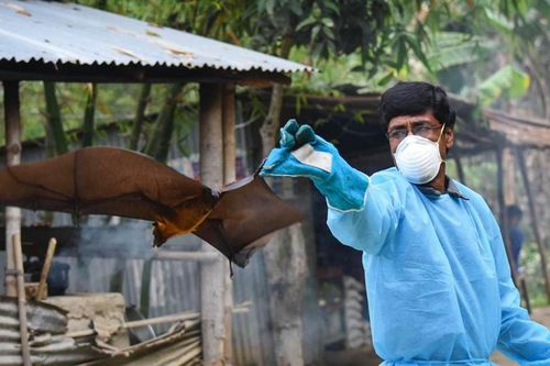 TP. Hồ Chí Minh: Khuyến cáo chủ động phòng chống bệnh do virus Nipah